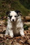 BORDER COLLIE 1116